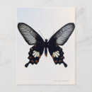Search for black brown postcards Cute
