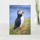 Search for puffin birthday cards Cute