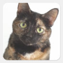 Search for cat photo stickers Picture
