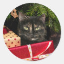 Search for tortoiseshell cat stickers Cute