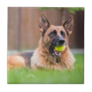 Search for german shepherd tiles Animal