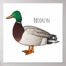 Search for anas posters Mallard duck