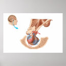 Search for nervous system chart posters Detail