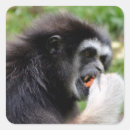 Search for black monkey stickers Primate