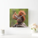 Search for squirrel clocks Cute