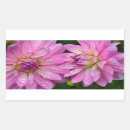 Search for pink dahlia stickers Garden