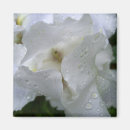 Search for white iris photography Garden