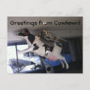 Search for cow postcards Canada