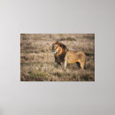 Search for african lion canvas prints Big cat