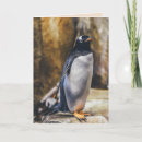 Search for antarctic cards Bird