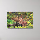 Search for moose canvas prints Animal