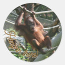 Search for orangutans stickers Primate