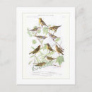 Search for warblers Vintage