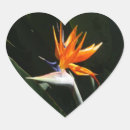 Search for orange bird stickers Green