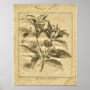 Search for medicinal herbs posters Botanical