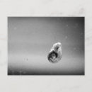 Search for snail postcards Black