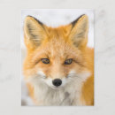 Search for arctic fox postcards Alaska
