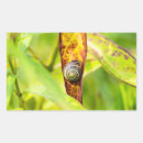 Search for snails shell stickers Molluscs