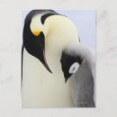Search for cute penguin chick postcards Penguins