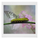 Search for caterpillar to butterfly posters Nature