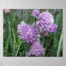 Search for herb posters Chives