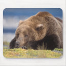 Search for ursus mouse mats Animal