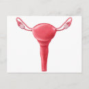 Search for gonad postcards Reproductive organs