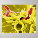 Search for electron microscope posters Bacteria