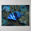Search for belize posters Reef