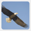 Search for haliaeetus stickers Wingspan