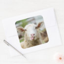 Search for pasture stickers Sheep