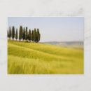 Search for for terry postcards Selective focus