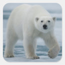 Search for ursus stickers Carnivore