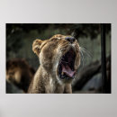 Search for lioness posters Wild