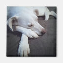 Search for dog sleeping magnets Labrador retriever
