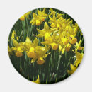 Search for cheery magnets Yellow