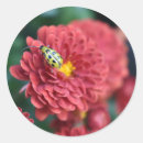 Search for beetle insect stickers Flower