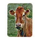 Search for bovines magnets Cows