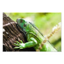 Search for spines posters Green