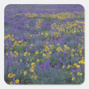Search for lupine stickers Field