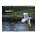 Search for seagull calendars Photography