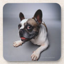 Search for french bulldog coasters Grey