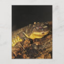 Search for salamander postcards Amphibian