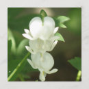 Search for bleeding heart invitations Flowers