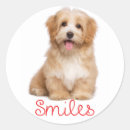 Search for havanese puppies stickers Puppy