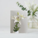 Search for easter lily postcards White