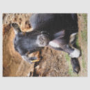 Search for goat tissue paper Farm animals