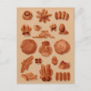 Search for bread baker postcards Vintage