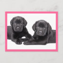 Search for black labrador retriever postcards Dog