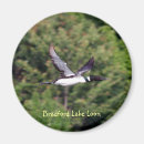Search for loons magnets Birds